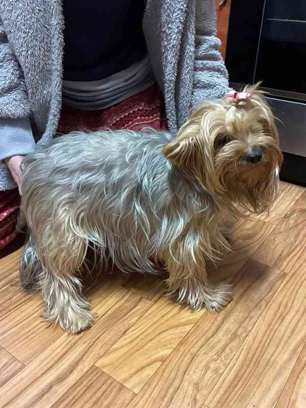 yorkšir terier - foto 2