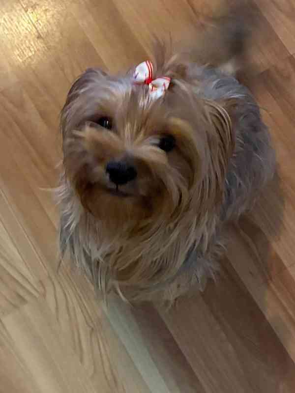 yorkšir terier - foto 3