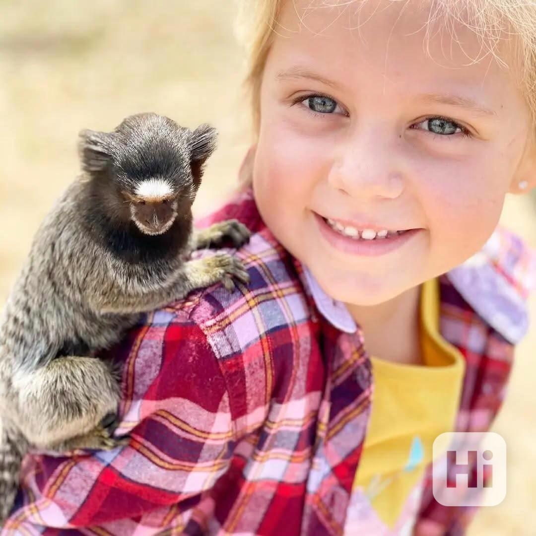 🐒 Krásná opičí mláďata na prodej - foto 1