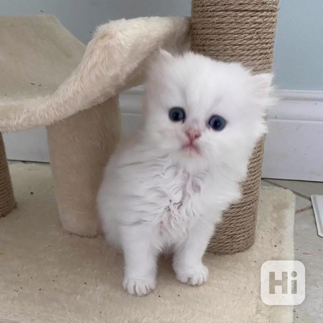 Perská koťata:WhatsApp:+34 691 11 04 90‬ pokud máte zájem, n - foto 1