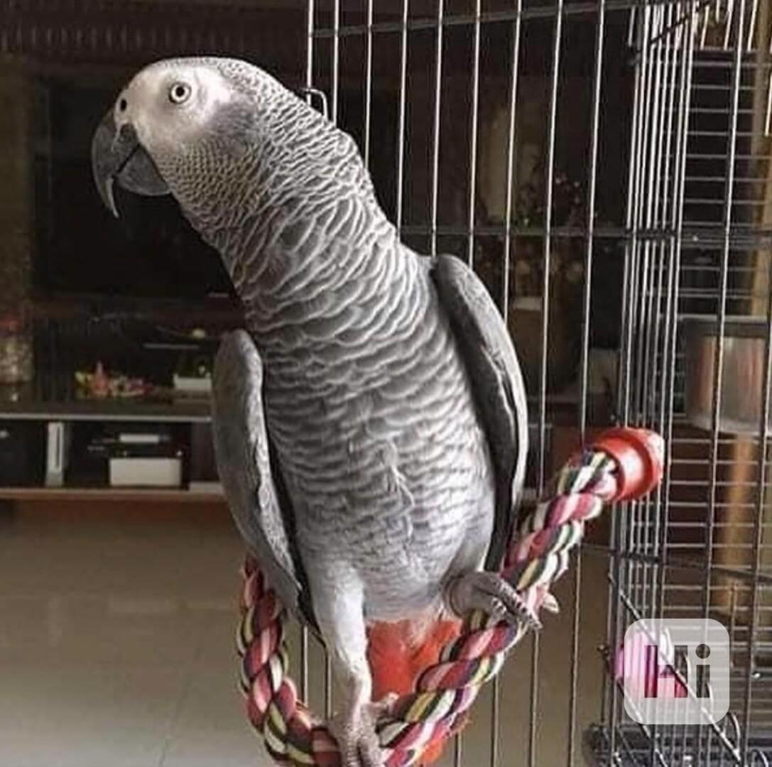 Perfektní ❤️papoušci arové - foto 1