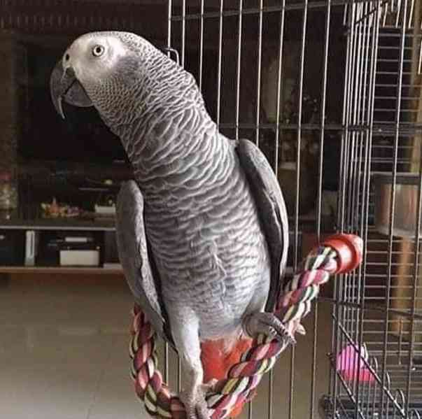 Perfektní ❤️papoušci arové - foto 1