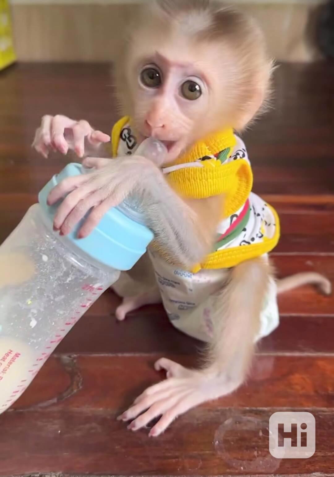 Úžasná opička s copánkem na prodej - foto 1