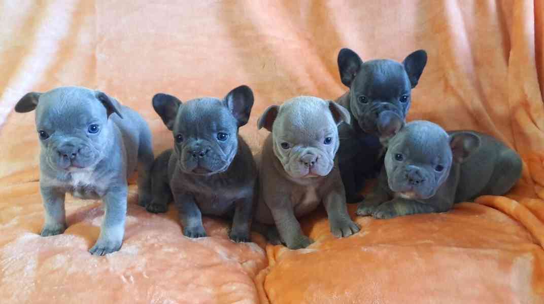 Francouzský buldoček štěňata s PP FCI