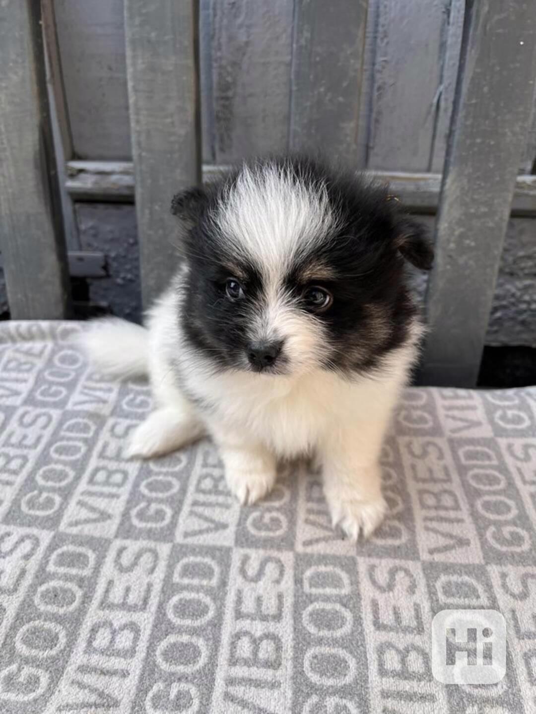 Pomeranian mini pejsci - foto 1