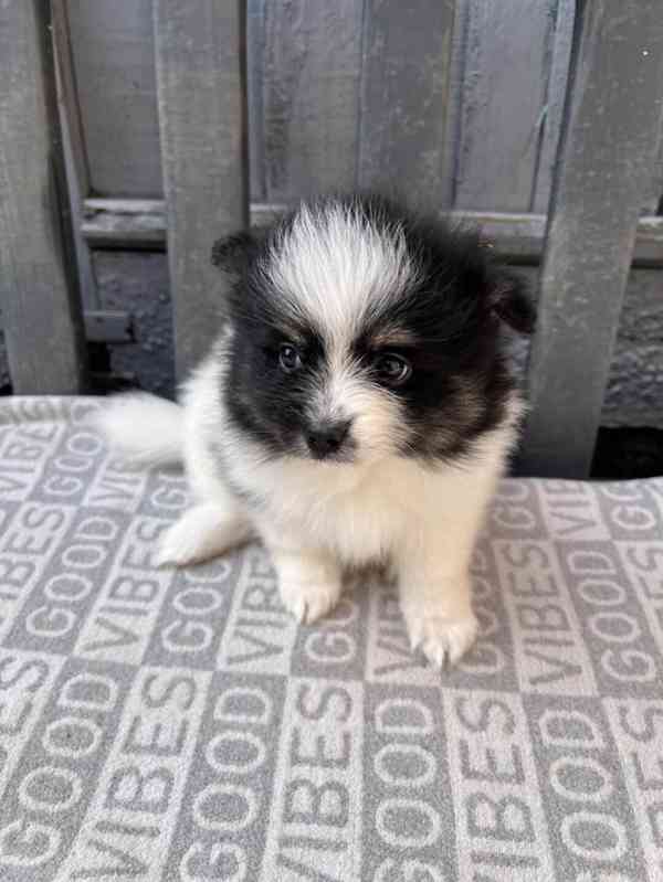 Pomeranian mini pejsci - foto 1