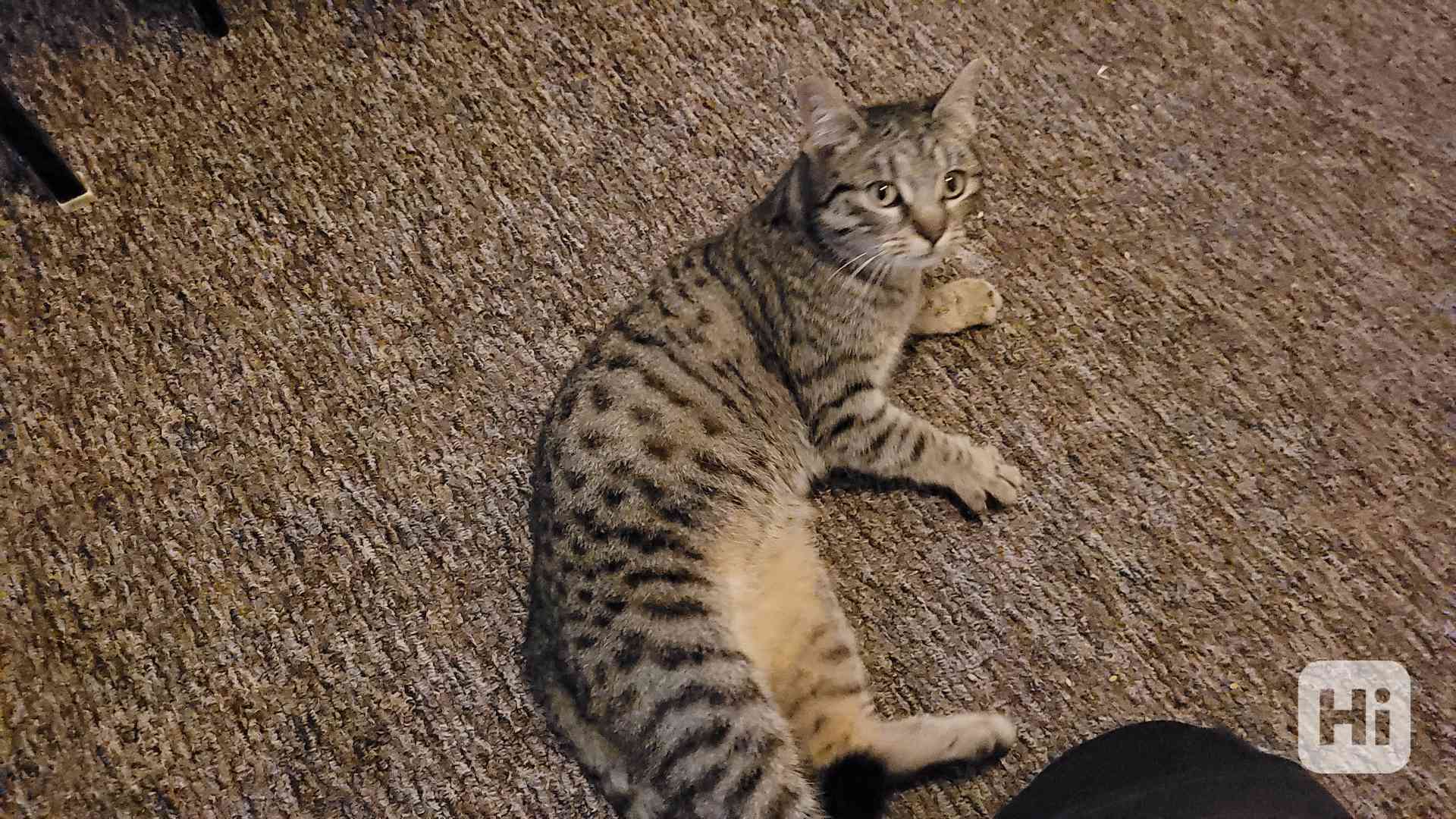 Daruji Kocurka 8 měsicu - VELKY MAZEL - foto 1