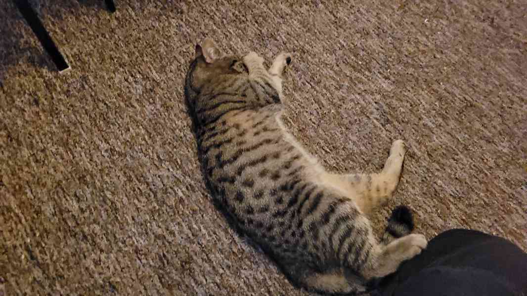 Daruji Kocurka 8 měsicu - VELKY MAZEL - foto 2