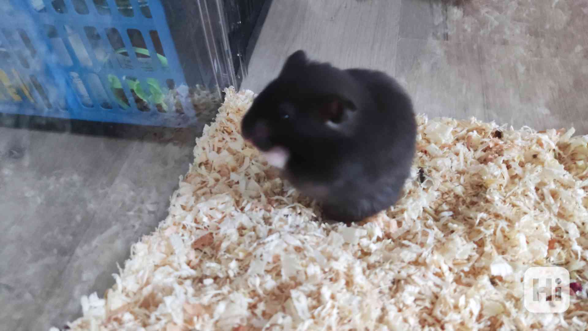 Křeček syrský samec  - foto 1