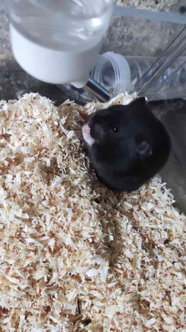 Křeček syrský samec  - foto 2