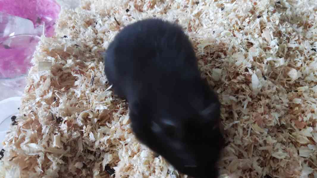 Křeček syrský samec  - foto 4