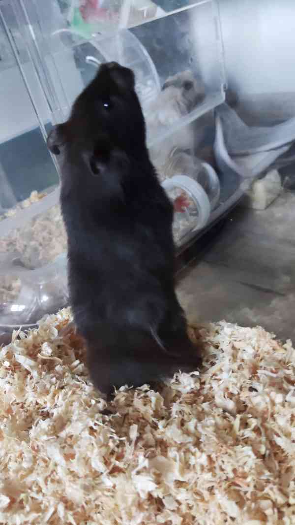 Křeček syrský samec  - foto 3