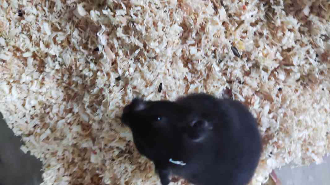 Křeček syrský samec  - foto 5