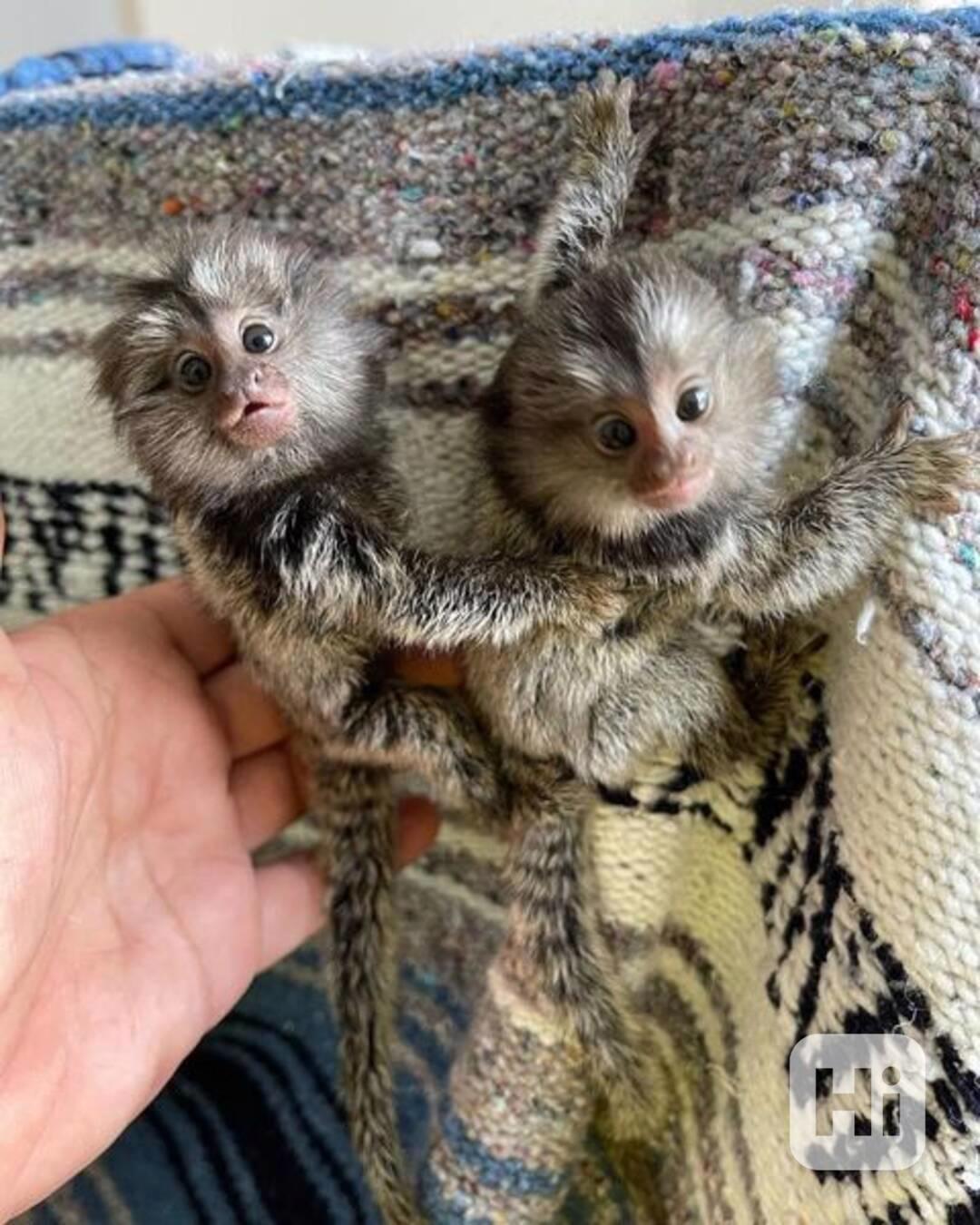 🐒 Samci a samice kosmanů k dispozici - foto 1