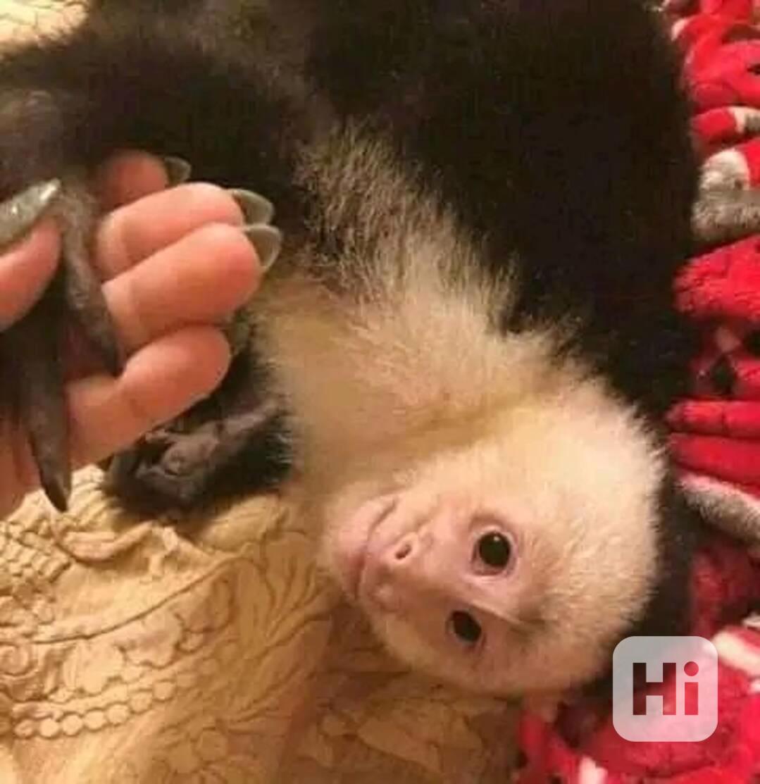  Samec a samice mláďat kapucínských opice - foto 1