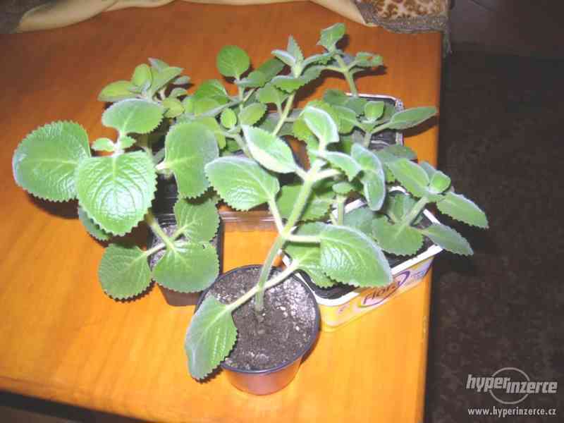 Mexický eukalipt-Rýmovník: www.rostliny-prozdravi.cz - foto 2