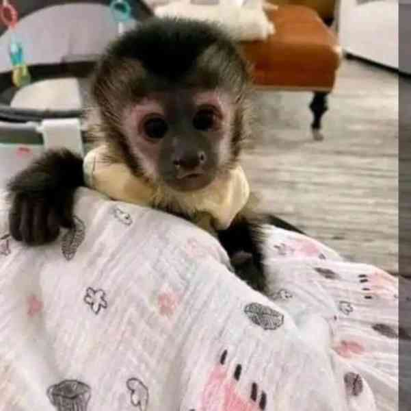 Mláďata kapucínských opic samec a samice k prodeji
