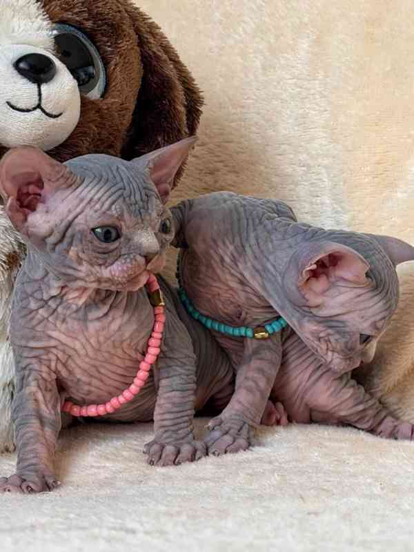 máme koťata samce a samice sphynx k adopci 