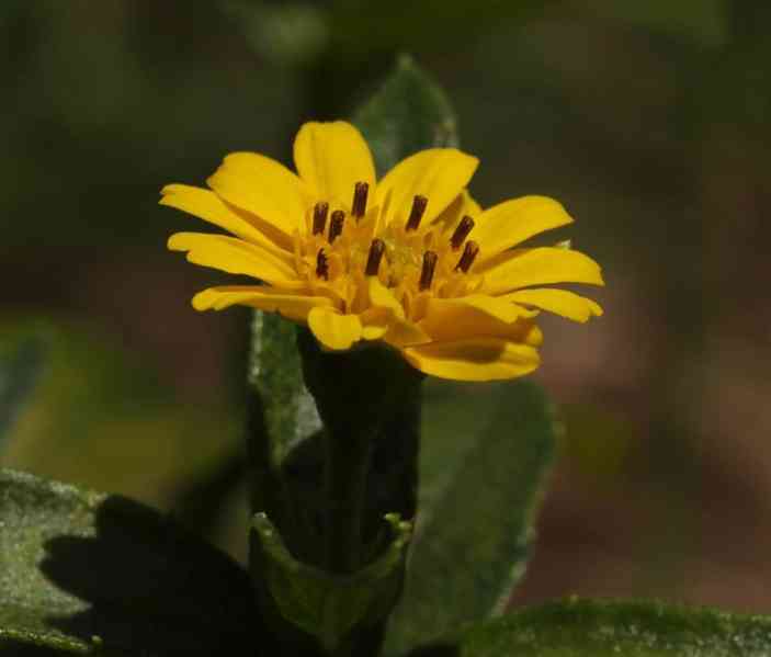 Wedelie čínská - Wedelia calendulacea - květník 19cm - foto 3