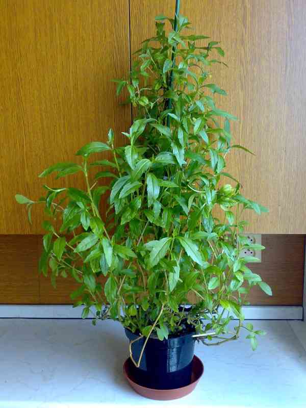 Wedelie čínská - Wedelia calendulacea - květník 19cm - foto 5