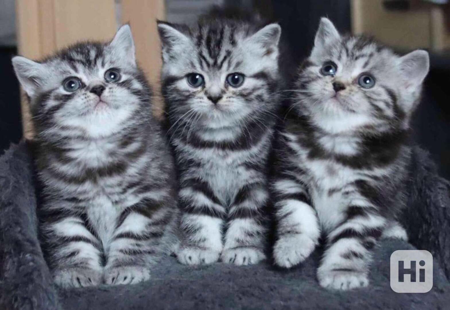 BKH Britské krátkosrsté kočky s rodokmenem - foto 1