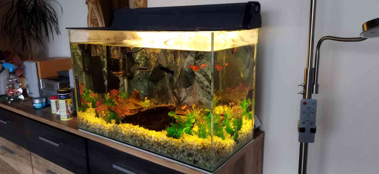 Akvárium s rybičkami a kompl. vybavením - foto 1