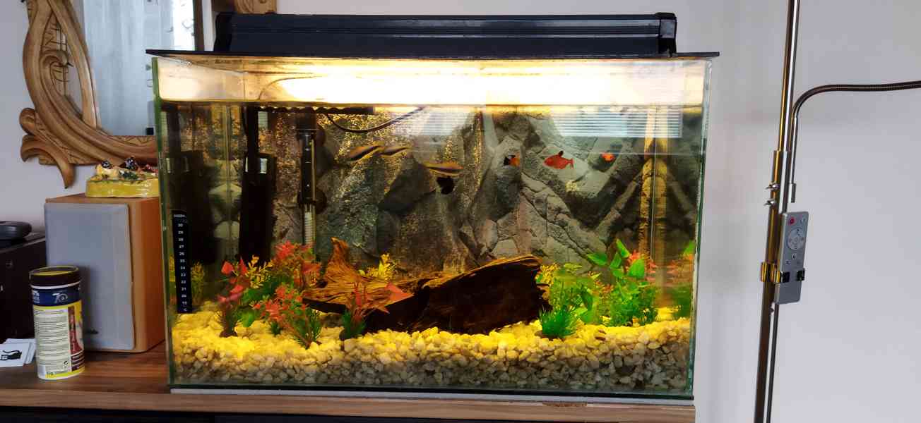 Akvárium s rybičkami a kompl. vybavením - foto 2