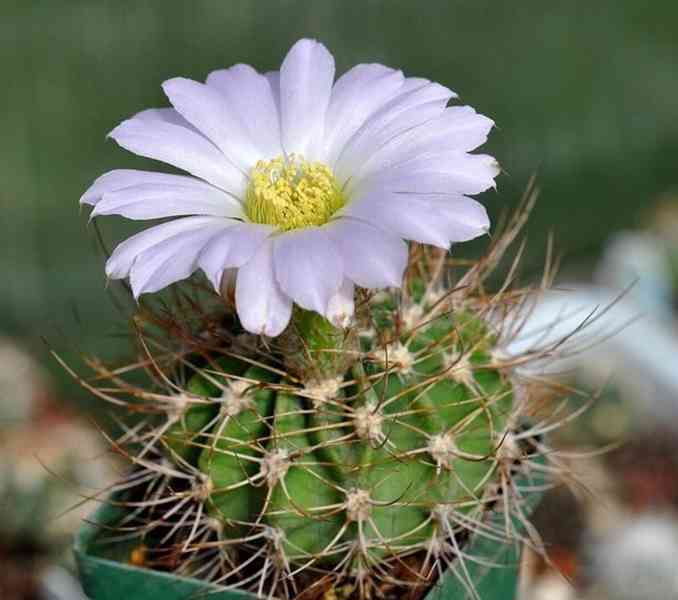 Kaktus Acanthocalycium violaceum P 110 - semena - foto 1
