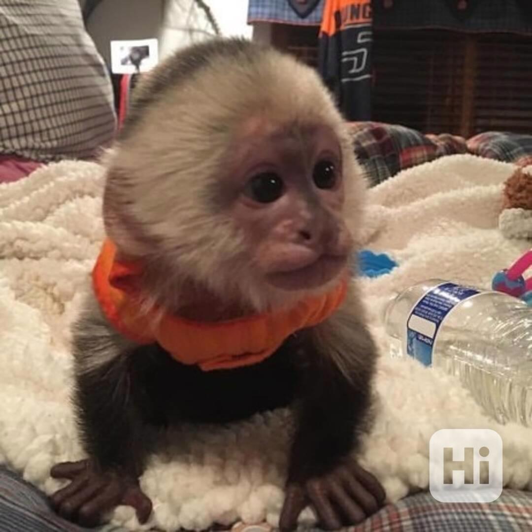 K dispozici roztomilé kapucínské opice - foto 1