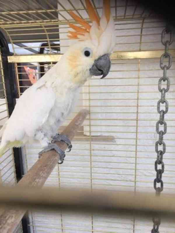 Mám pár kakaduů. - foto 2