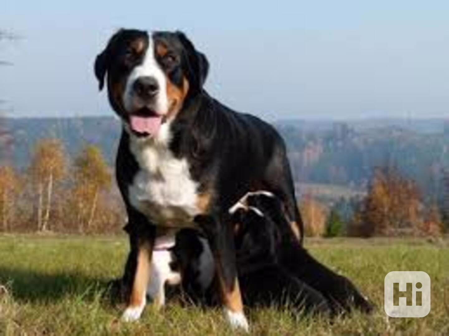 štěně - Velký švýcarský salašník - foto 1