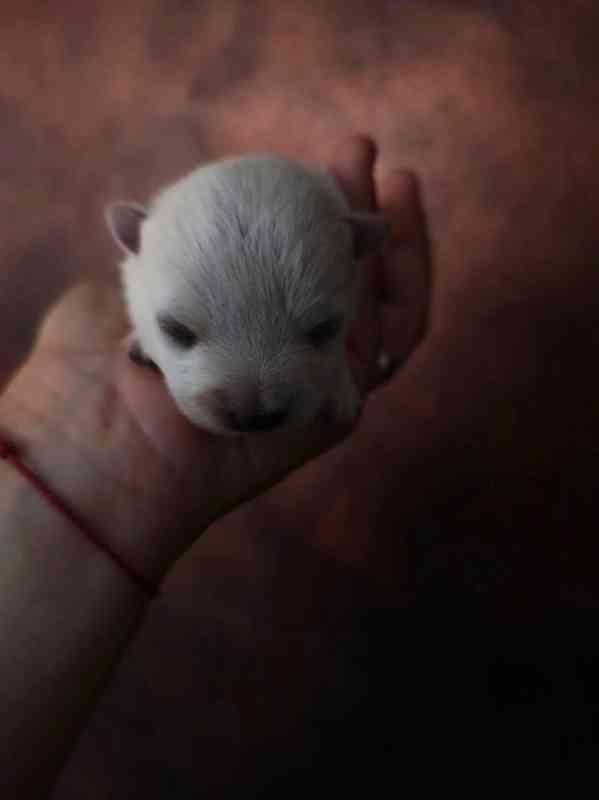 Štěňata West Highland White Terrier s PP - foto 2