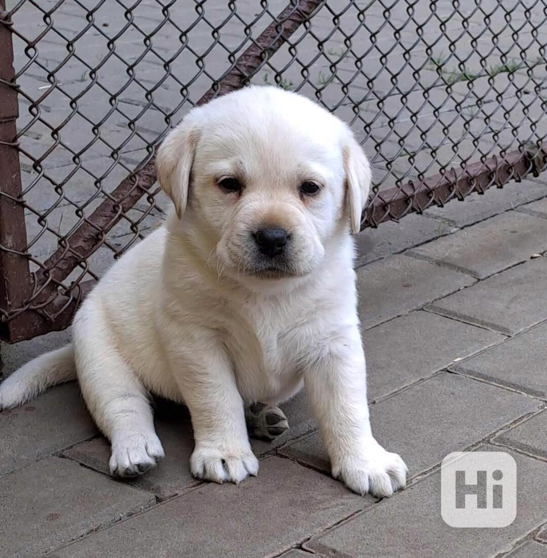 Labrador - štěňátka s PP - foto 1