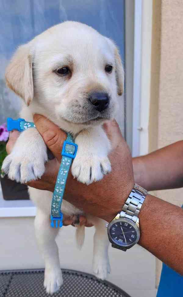 Labrador - štěňátka s PP - foto 2