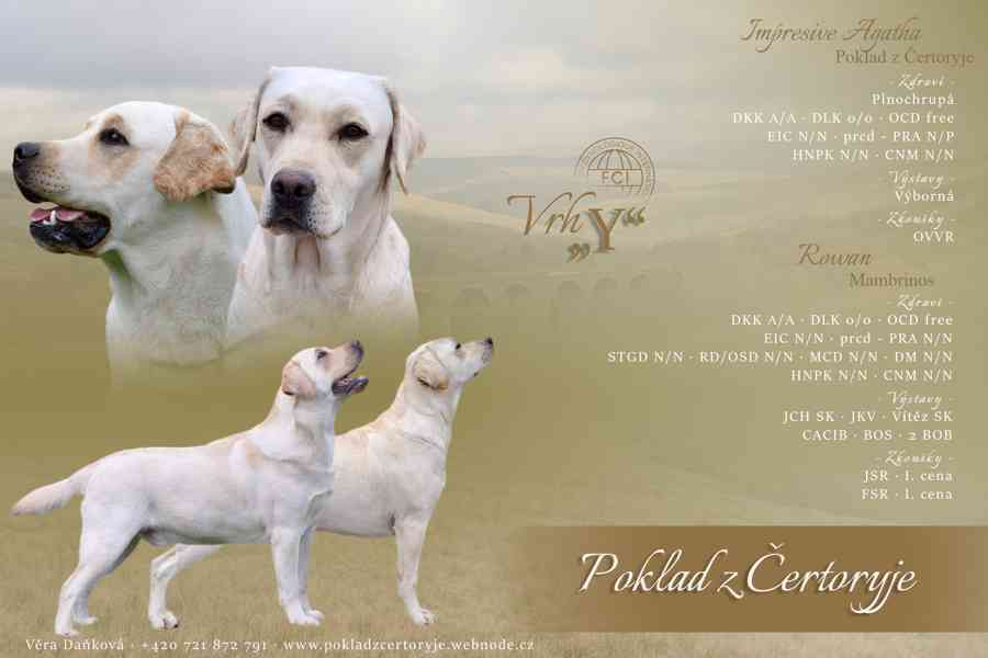 Labrador - štěňátka s PP - foto 5