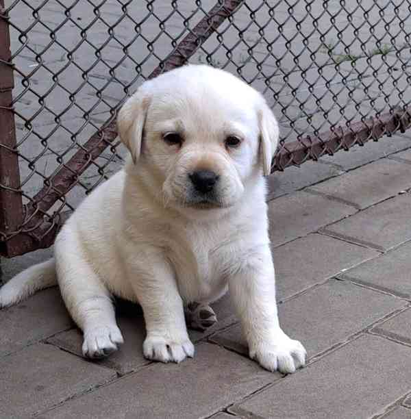 Labrador - štěňátka s PP - foto 1