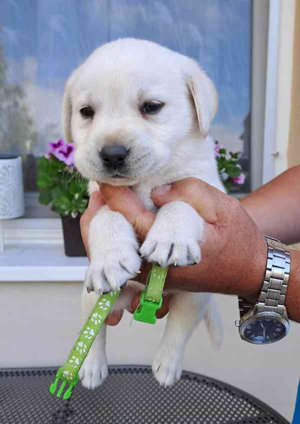 Labrador - štěňátka s PP - foto 3