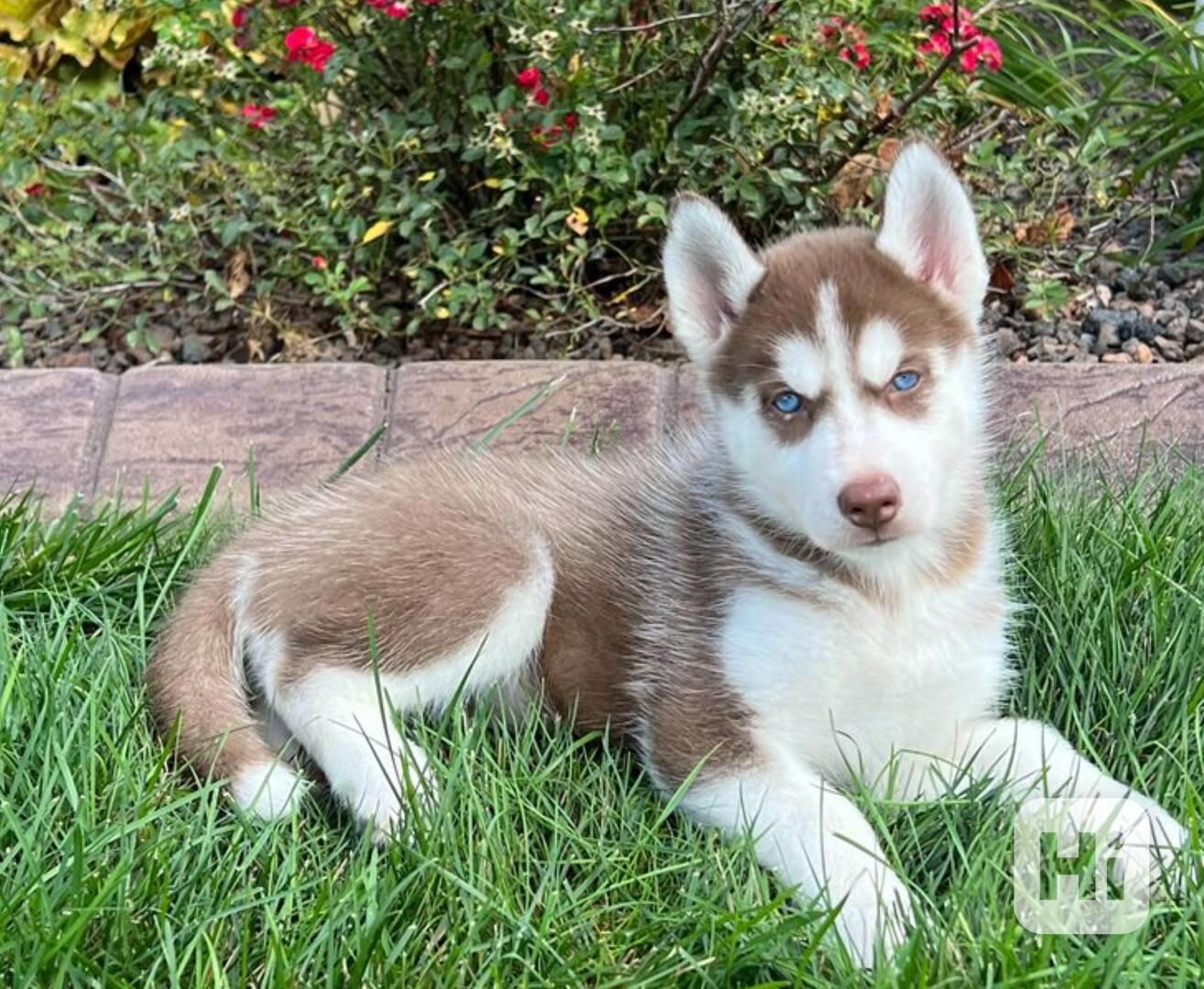 Sibiřský husky-máme k odběru krásné fenky - foto 1