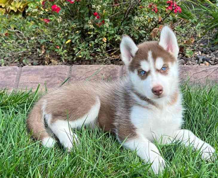 Sibiřský husky-máme k odběru krásné fenky - foto 1