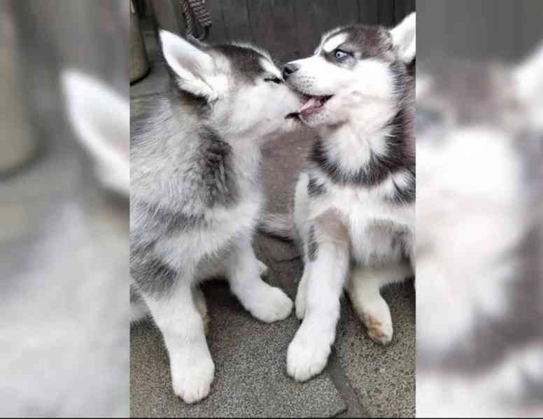 Sibiřský husky-máme k odběru krásné fenky - foto 3