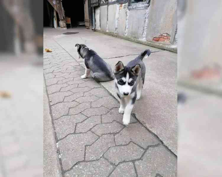 Sibiřský husky-máme k odběru krásné fenky - foto 4