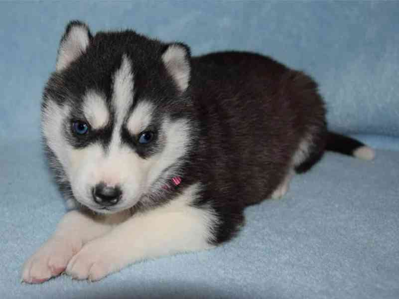 Sibiřský husky-máme k odběru krásné fenky - foto 2