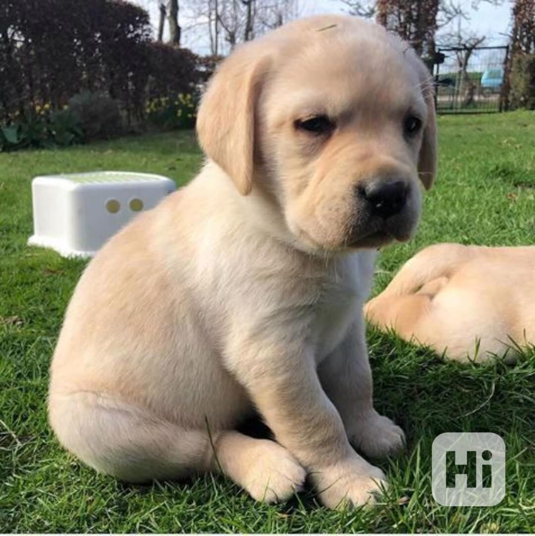 Roztomilá štěňátka labradorského retrívra - foto 1