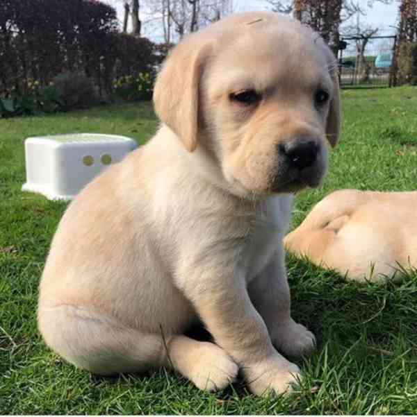 Roztomilá štěňátka labradorského retrívra