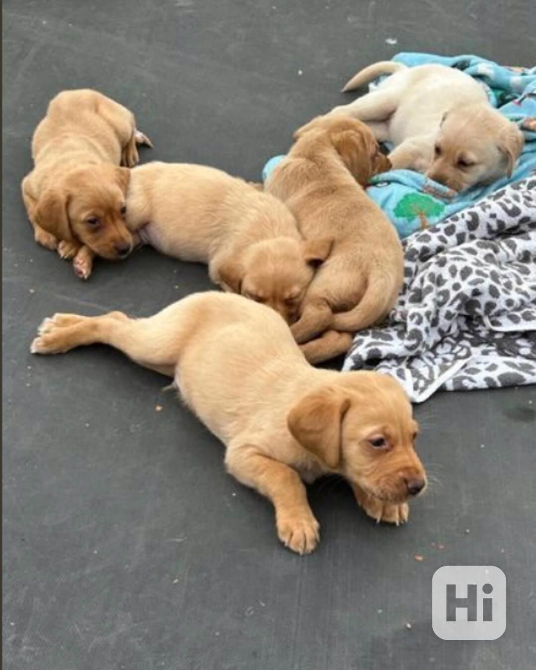 Dvě štěňata labradora k adopci zdarma - foto 1