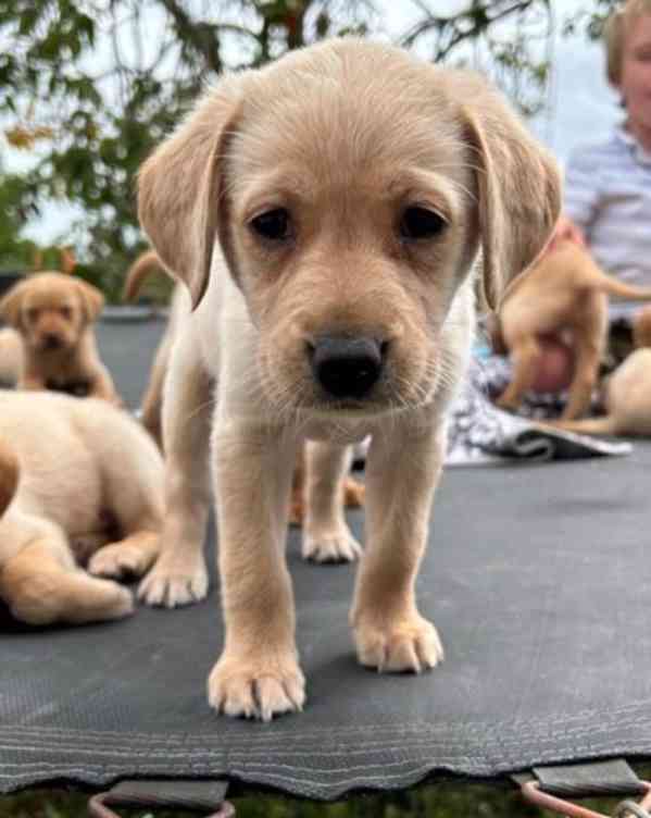 Dvě štěňata labradora k adopci zdarma - foto 3