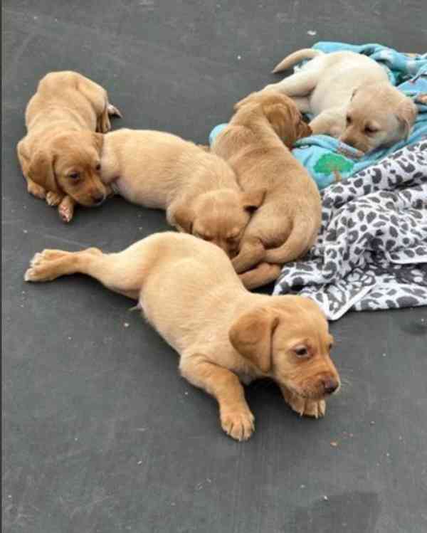 Dvě štěňata labradora k adopci zdarma - foto 1