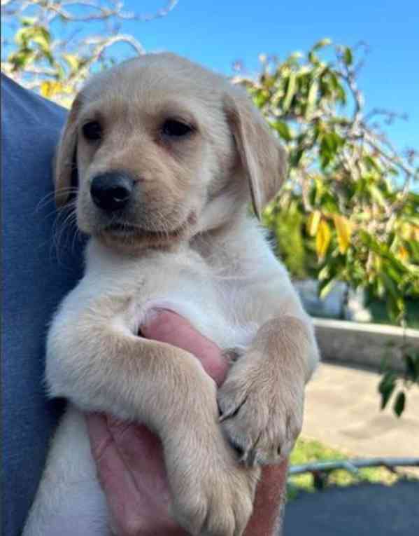 Dvě štěňata labradora k adopci zdarma - foto 7