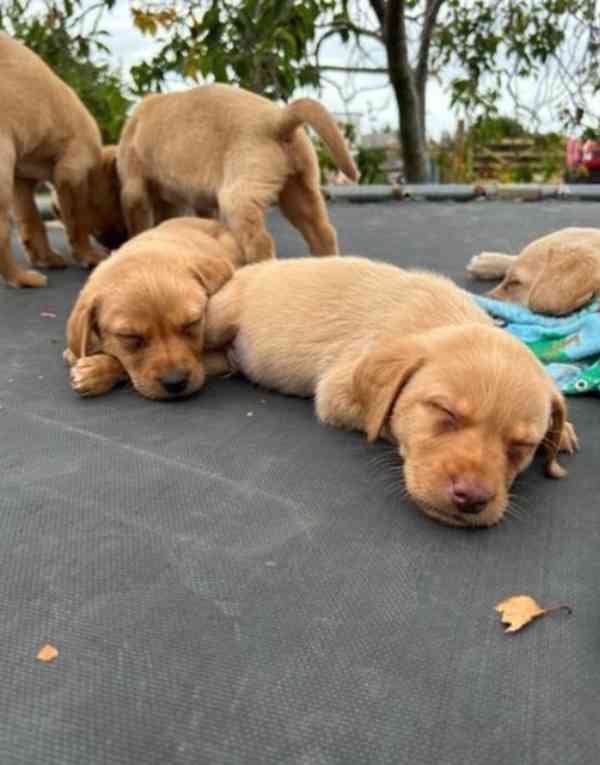 Dvě štěňata labradora k adopci zdarma - foto 4
