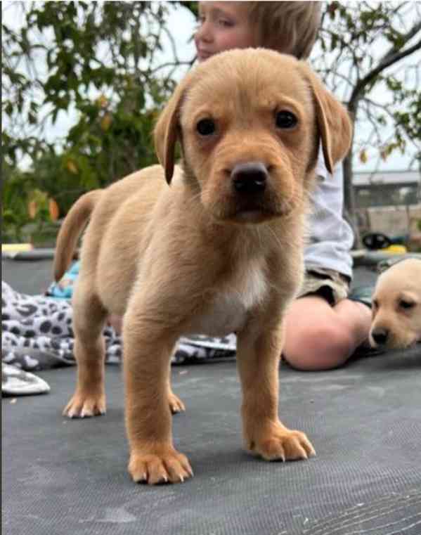 Dvě štěňata labradora k adopci zdarma - foto 2